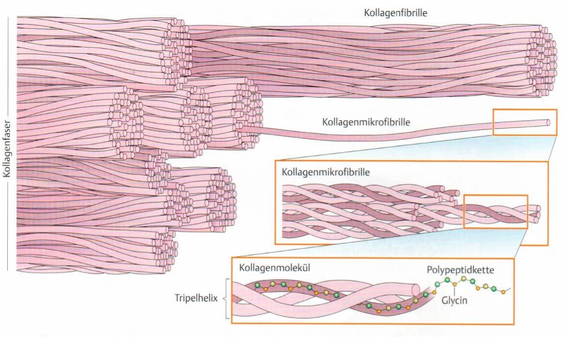 Kollagenfasern