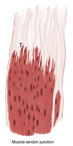 Muscle Tendon Junction